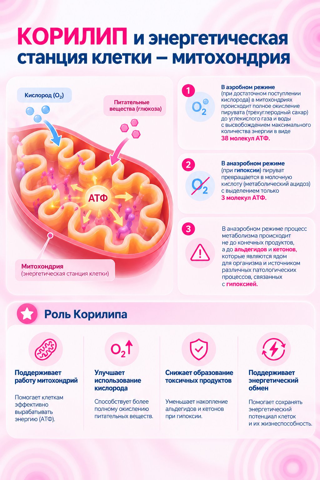 Инфографика: Корилип и энергетическая станция клетки — аэробный и анаэробный путь энергообмена при гипоксии